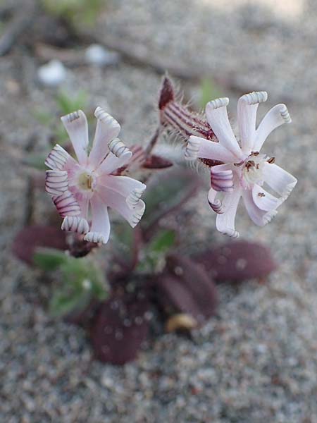 Silene discolor \ Zweifarbiges Leimkraut / Two-Colored Campion, Rhodos/Rhodes Apolakkia 3.4.2019