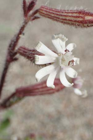 Silene discolor \ Zweifarbiges Leimkraut / Two-Colored Campion, Rhodos/Rhodes Apolakkia 3.4.2019