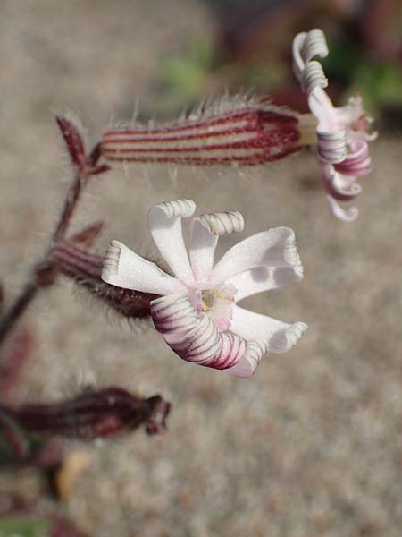 Silene discolor \ Zweifarbiges Leimkraut / Two-Colored Campion, Rhodos/Rhodes Apolakkia 3.4.2019