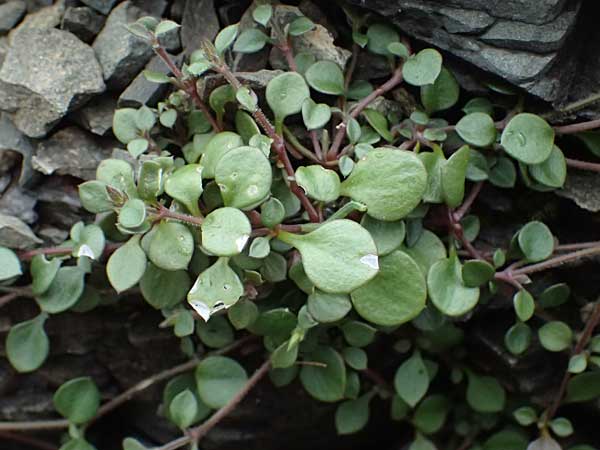 Silene tunicoides ? \ Felsennelken-Leimkraut / Tunic Catchfly, Rhodos/Rhodes Moni Artamiti 16.3.2023