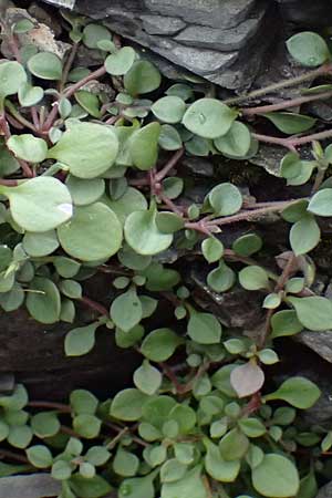 Silene tunicoides ? \ Felsennelken-Leimkraut / Tunic Catchfly, Rhodos/Rhodes Moni Artamiti 16.3.2023