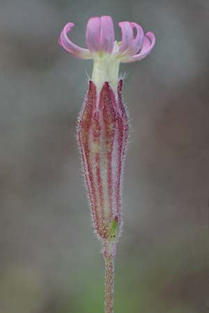 Silene apetala \ Kronblattlose Leimkraut / Bare Catchfly, Rhodos/Rhodes Archangelos 17.3.2023
