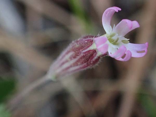 Silene apetala \ Kronblattlose Leimkraut / Bare Catchfly, Rhodos/Rhodes Archangelos 17.3.2023