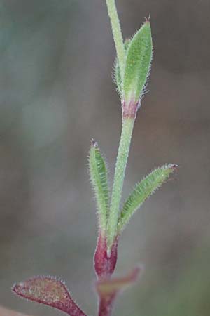 Silene apetala \ Kronblattlose Leimkraut / Bare Catchfly, Rhodos/Rhodes Archangelos 17.3.2023