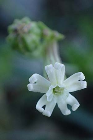 Silene apetala \ Kronblattlose Leimkraut / Bare Catchfly, Rhodos/Rhodes Kolymbia 18.3.2023