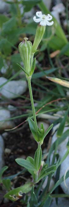 Silene apetala \ Kronblattlose Leimkraut / Bare Catchfly, Rhodos/Rhodes Kolymbia 18.3.2023