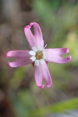 Silene apetala \ Kronblattlose Leimkraut / Bare Catchfly, Rhodos/Rhodes Kolymbia 18.3.2023