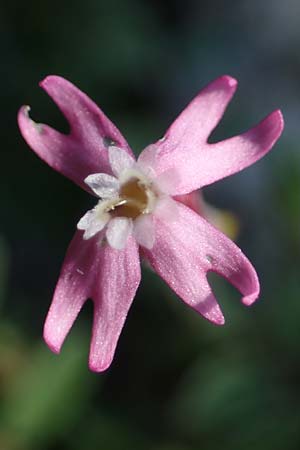 Silene apetala \ Kronblattlose Leimkraut / Bare Catchfly, Rhodos/Rhodes Kolymbia 18.3.2023