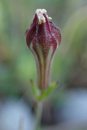 Silene apetala \ Kronblattlose Leimkraut / Bare Catchfly, Rhodos/Rhodes Kolymbia 18.3.2023