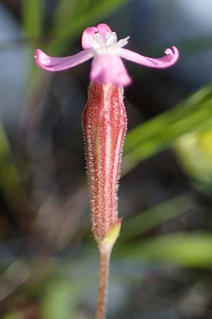 Silene apetala \ Kronblattlose Leimkraut / Bare Catchfly, Rhodos/Rhodes Kolymbia 18.3.2023