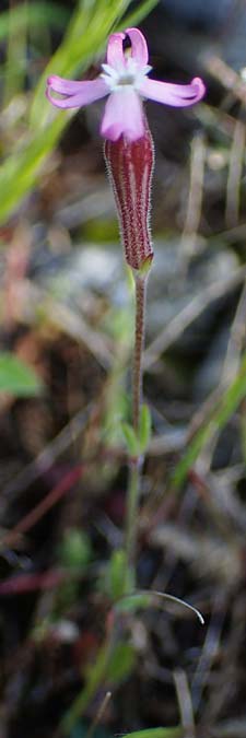 Silene apetala \ Kronblattlose Leimkraut / Bare Catchfly, Rhodos/Rhodes Kolymbia 18.3.2023