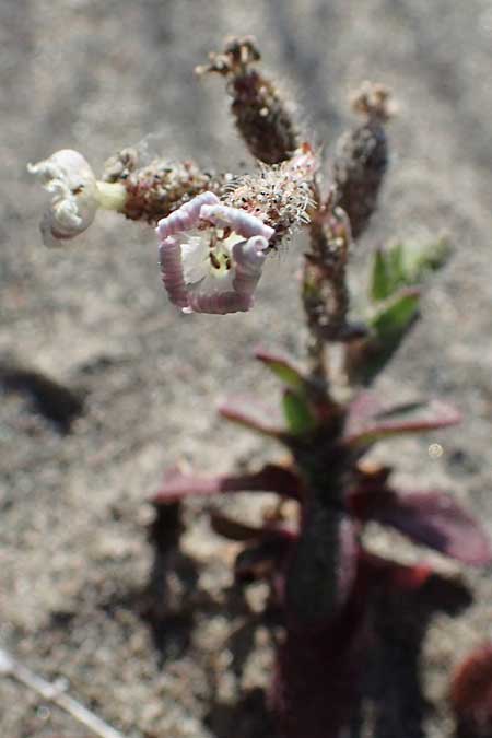 Silene discolor \ Zweifarbiges Leimkraut / Two-Colored Campion, Rhodos/Rhodes Apolakkia 25.3.2023