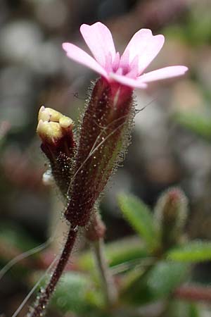 Silene sedoides \ Mauerpfeffer-Leimkraut / Hairy Catchfly, Rhodos/Rhodes City 28.3.2023