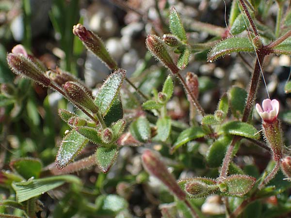 Silene sedoides \ Mauerpfeffer-Leimkraut / Hairy Catchfly, Rhodos/Rhodes City 28.3.2023
