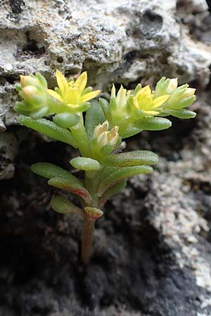 Sedum litoreum \ Strand-Mauerpfeffer / Coastal Stonecrop, Rhodos/Rhodes City 28.3.2019