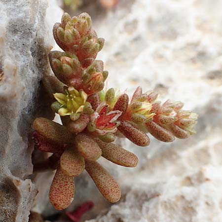 Sedum litoreum \ Strand-Mauerpfeffer / Coastal Stonecrop, Rhodos/Rhodes Tsambika 30.3.2019