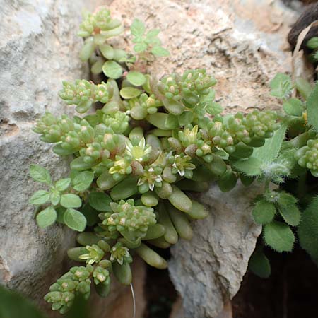 Sedum litoreum \ Strand-Mauerpfeffer / Coastal Stonecrop, Rhodos/Rhodes Tsambika 30.3.2019