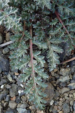 Scrophularia lucida \ Gl&auml;nzende Braunwurz / Shining-Leaved Figwort, Rhodos/Rhodes Moni Artamiti 16.3.2023