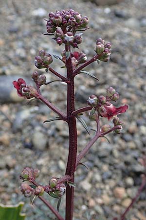 Scrophularia lucida, Glänzende Braunwurz