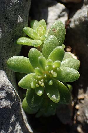 Sedum litoreum \ Strand-Mauerpfeffer / Coastal Stonecrop, Rhodos/Rhodes Lindos 20.3.2023