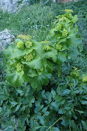 Smyrnium olusatrum \ Gespenst-Gelbdolde, Pferde-Eppich / Alexanders, Rhodos/Rhodes Asklipio 24.3.2019