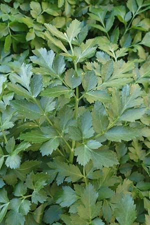 Smyrnium olusatrum \ Gespenst-Gelbdolde, Pferde-Eppich / Alexanders, Rhodos/Rhodes Asklipio 24.3.2019