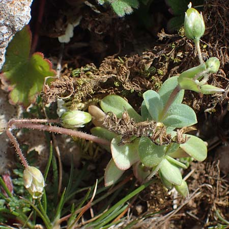Holosteum umbellatum \ Spurre / Jagged Chickweed, Rhodos Attaviros 23.3.2023