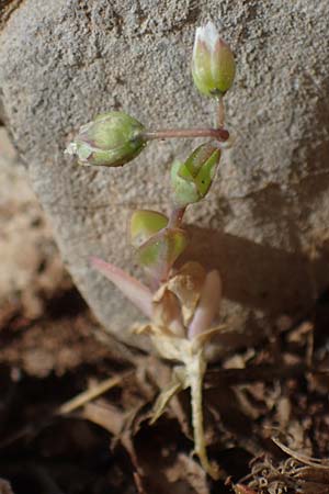 Holosteum umbellatum \ Spurre / Jagged Chickweed, Rhodos Attaviros 23.3.2023