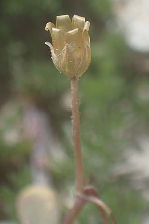 Holosteum umbellatum \ Spurre / Jagged Chickweed, Rhodos Attaviros 23.3.2023