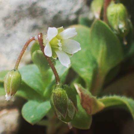 Holosteum umbellatum \ Spurre / Jagged Chickweed, Rhodos Attaviros 23.3.2023