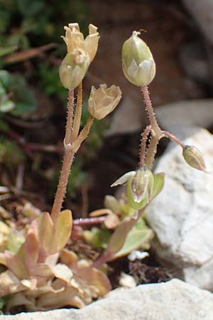 Holosteum umbellatum \ Spurre / Jagged Chickweed, Rhodos Attaviros 23.3.2023