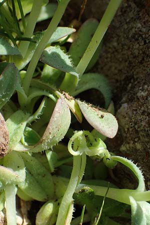 Holosteum umbellatum \ Spurre / Jagged Chickweed, Rhodos Attaviros 23.3.2023
