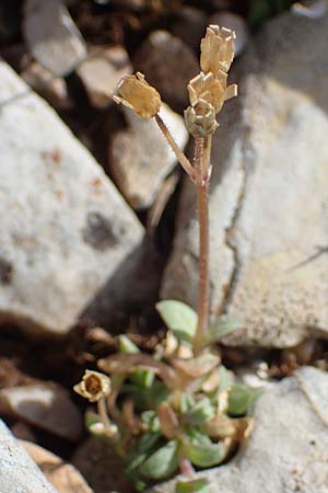 Holosteum umbellatum \ Spurre / Jagged Chickweed, Rhodos Attaviros 23.3.2023
