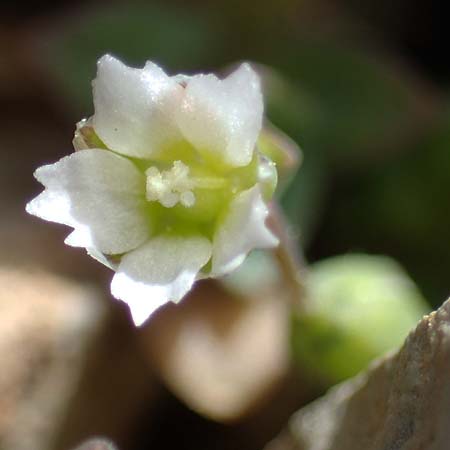 Holosteum umbellatum \ Spurre / Jagged Chickweed, Rhodos Attaviros 23.3.2023