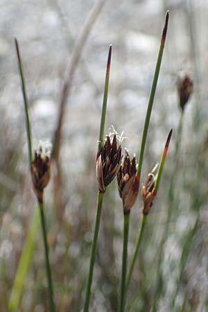Schoenus nigricans \ Schwrzliche Kopfbinse / Black Bog-Rush, Rhodos Skoutouljaris - Schlucht / Gorge 19.3.2023