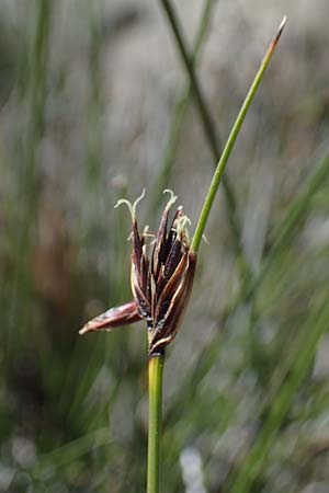 Schoenus nigricans \ Schwrzliche Kopfbinse / Black Bog-Rush, Rhodos Skoutouljaris - Schlucht / Gorge 19.3.2023