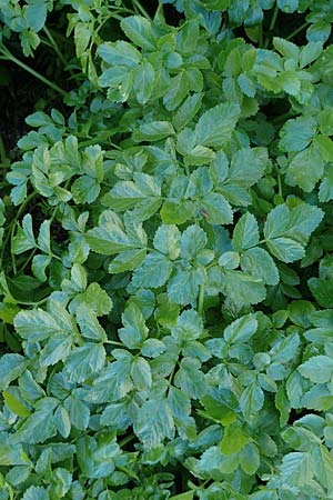 Smyrnium olusatrum \ Gespenst-Gelbdolde, Pferde-Eppich / Alexanders, Rhodos/Rhodes Archangelos 17.3.2023