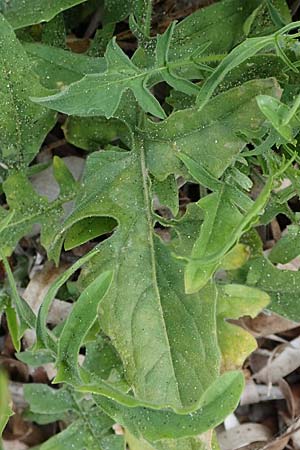 Sisymbrium orientale \ Orientalische Rauke / Eastern Rocket, Rhodos Kamiros 22.3.2023