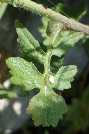 Sisymbrium officinale \ Weg-Rauke / Hedge Mustard, Rhodos Feraklos Castle 26.3.2023