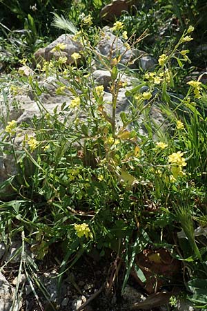Sisymbrium officinale \ Weg-Rauke / Hedge Mustard, Rhodos Feraklos Castle 26.3.2023
