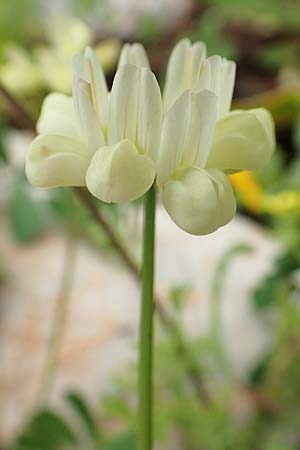 Securigera parviflora \ Kleinbltige Beilwicke, Rhodos Tsambika 30.3.2019