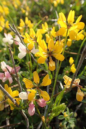 Securigera parviflora \ Kleinbltige Beilwicke, Rhodos Apolakkia 1.4.2019