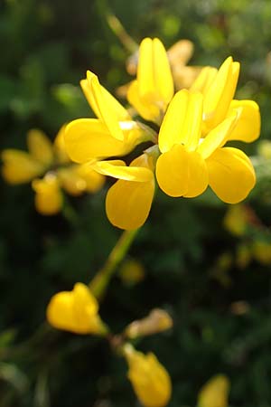 Securigera parviflora \ Kleinbltige Beilwicke, Rhodos Apolakkia 1.4.2019