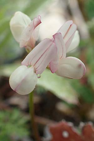 Securigera parviflora \ Kleinbltige Beilwicke, Rhodos Lahania 3.4.2019