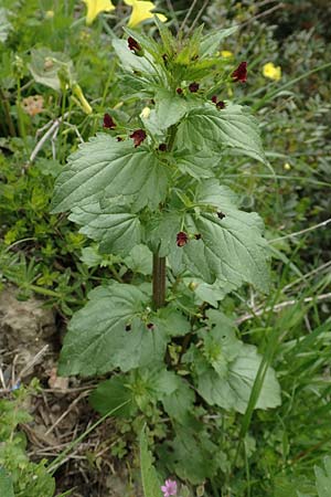 Scrophularia peregrina \ Mittelmeer-Braunwurz, Nesselbl&auml;ttrige Braunwurz / Mediterranean Figwort, Rhodos/Rhodes Profilia 5.4.2019