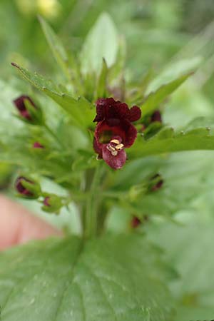 Scrophularia peregrina \ Mittelmeer-Braunwurz, Nesselbl&auml;ttrige Braunwurz / Mediterranean Figwort, Rhodos/Rhodes Profilia 5.4.2019