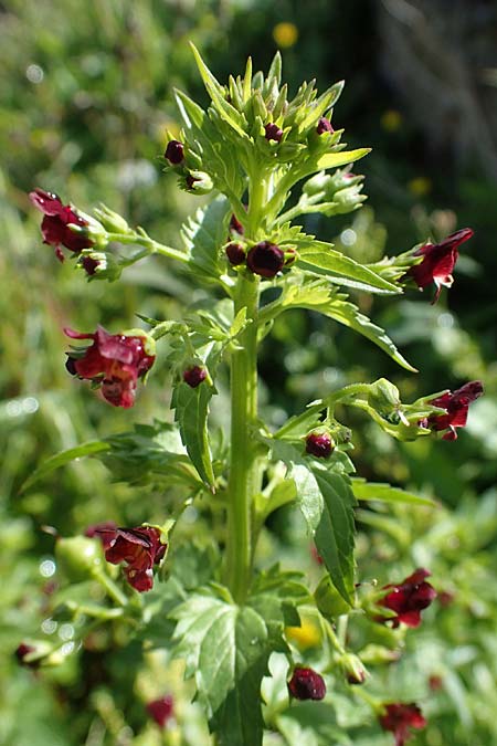 Scrophularia peregrina \ Mittelmeer-Braunwurz, Nesselbl&auml;ttrige Braunwurz / Mediterranean Figwort, Rhodos/Rhodes Archangelos 17.3.2023