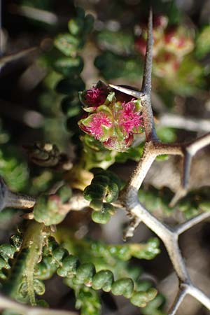 Sarcopoterium spinosum \ Dornige Bibernelle, Dornige Becherblume, Rhodos Attaviros 23.3.2023