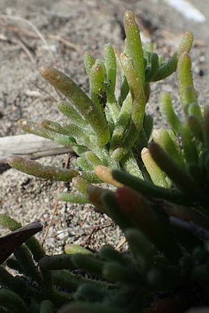 Mesembryanthemum nodiflorum \ Knotenbl�tige Mittagsblume, Rhodos Apolakkia 25.3.2023