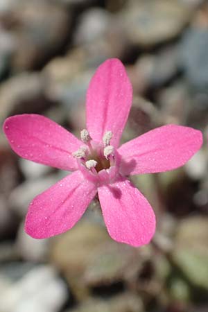 Silene salamandra \ Rhodisches Leimkraut / Rhodian Catchfly, Rhodos/Rhodes Laerma 24.3.2019